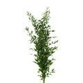 Ruscus Leaves - Italy