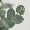 Eucalyptus Gunnii - Italy