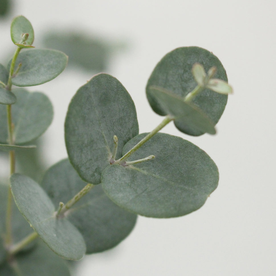 Eucalyptus Gunnii - Italy