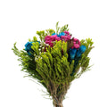 Periwinkle Mixed - South Africa