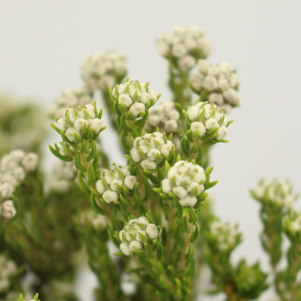Rock Phylica - South Africa