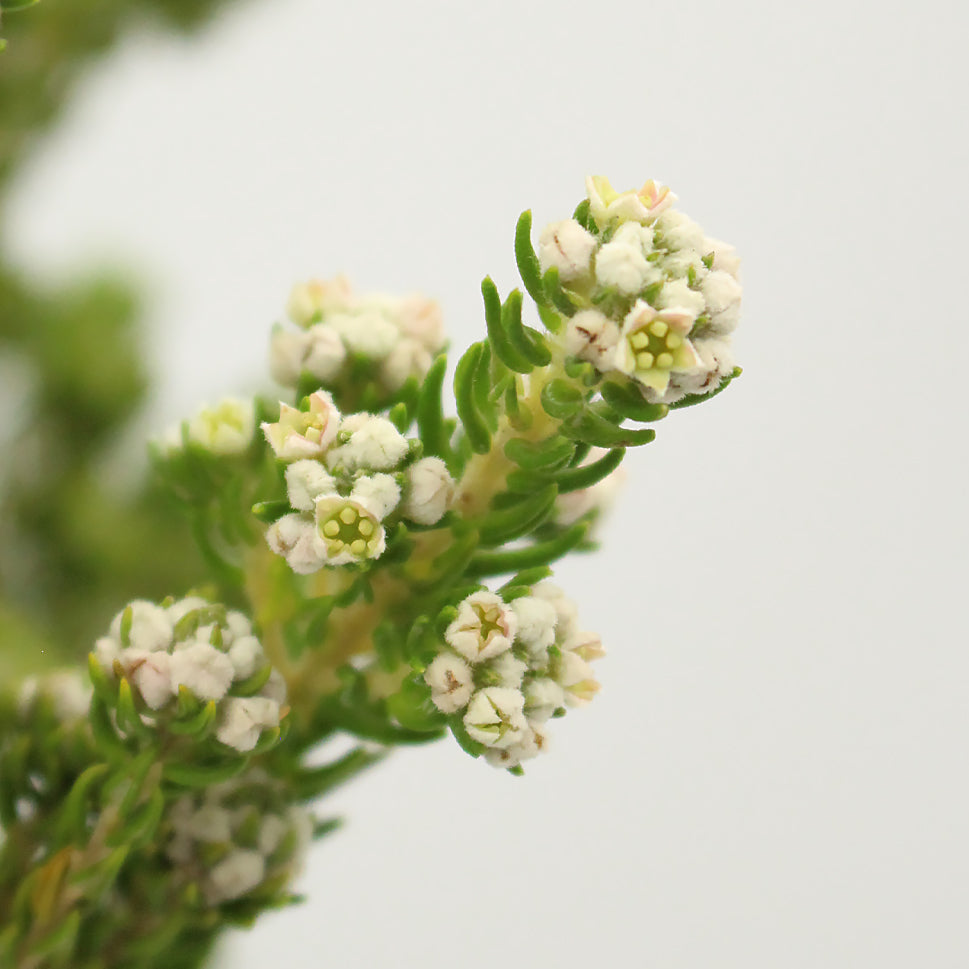 Rock Phylica - South Africa