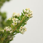 Rock Phylica - South Africa