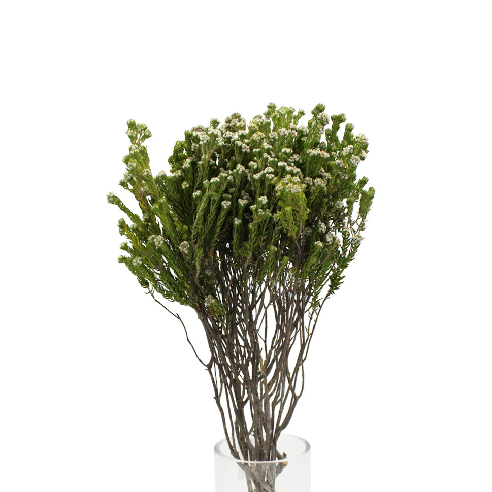 Rock Phylica - South Africa