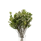 Rock Phylica - South Africa