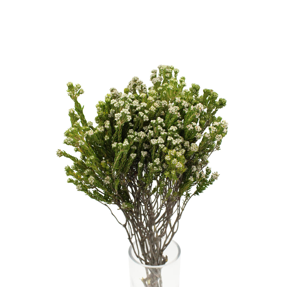 Rock Phylica - South Africa