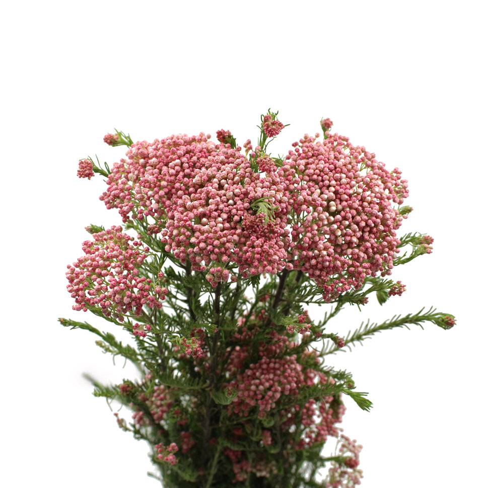 Rice Flower - China