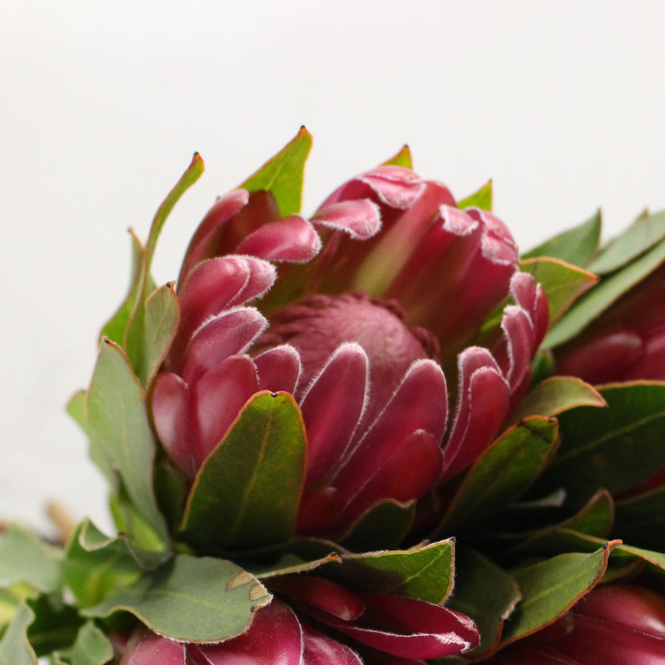 Protea - South Africa
