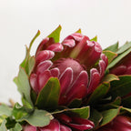 Protea - South Africa