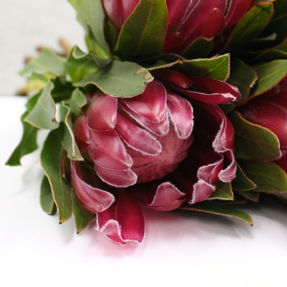 Protea - South Africa