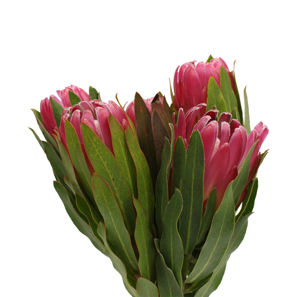 Protea - South Africa