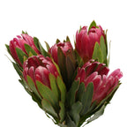 Protea - South Africa