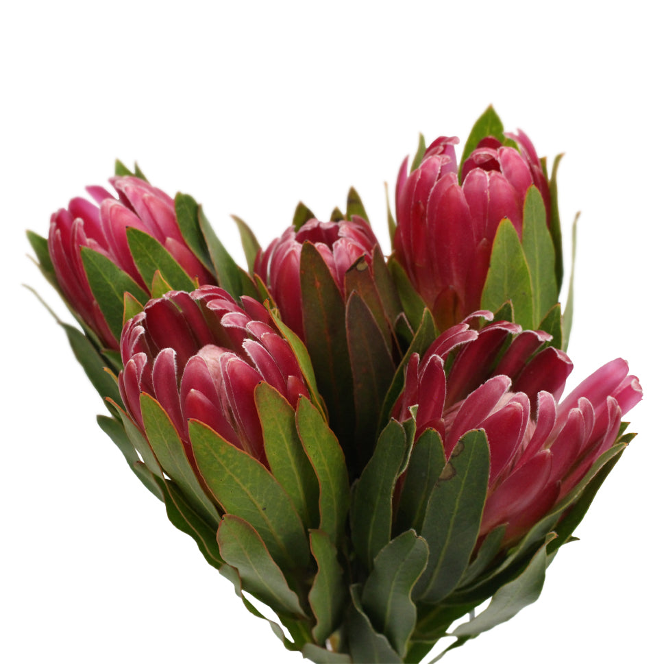 Protea - South Africa