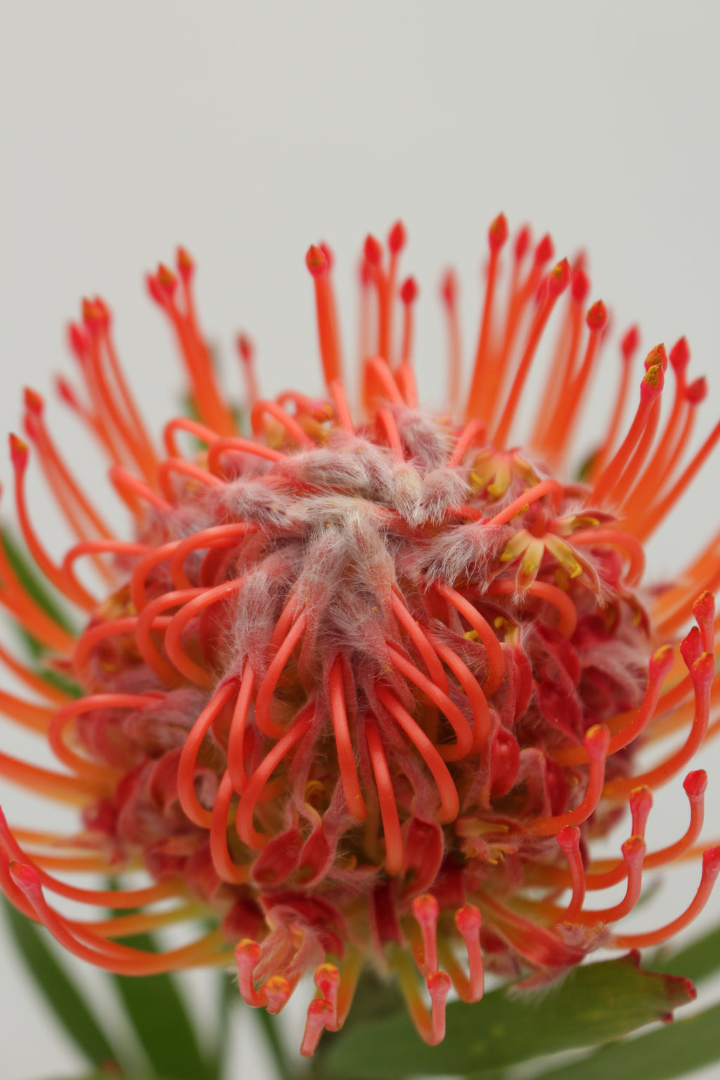 Leucospermum - South Africa