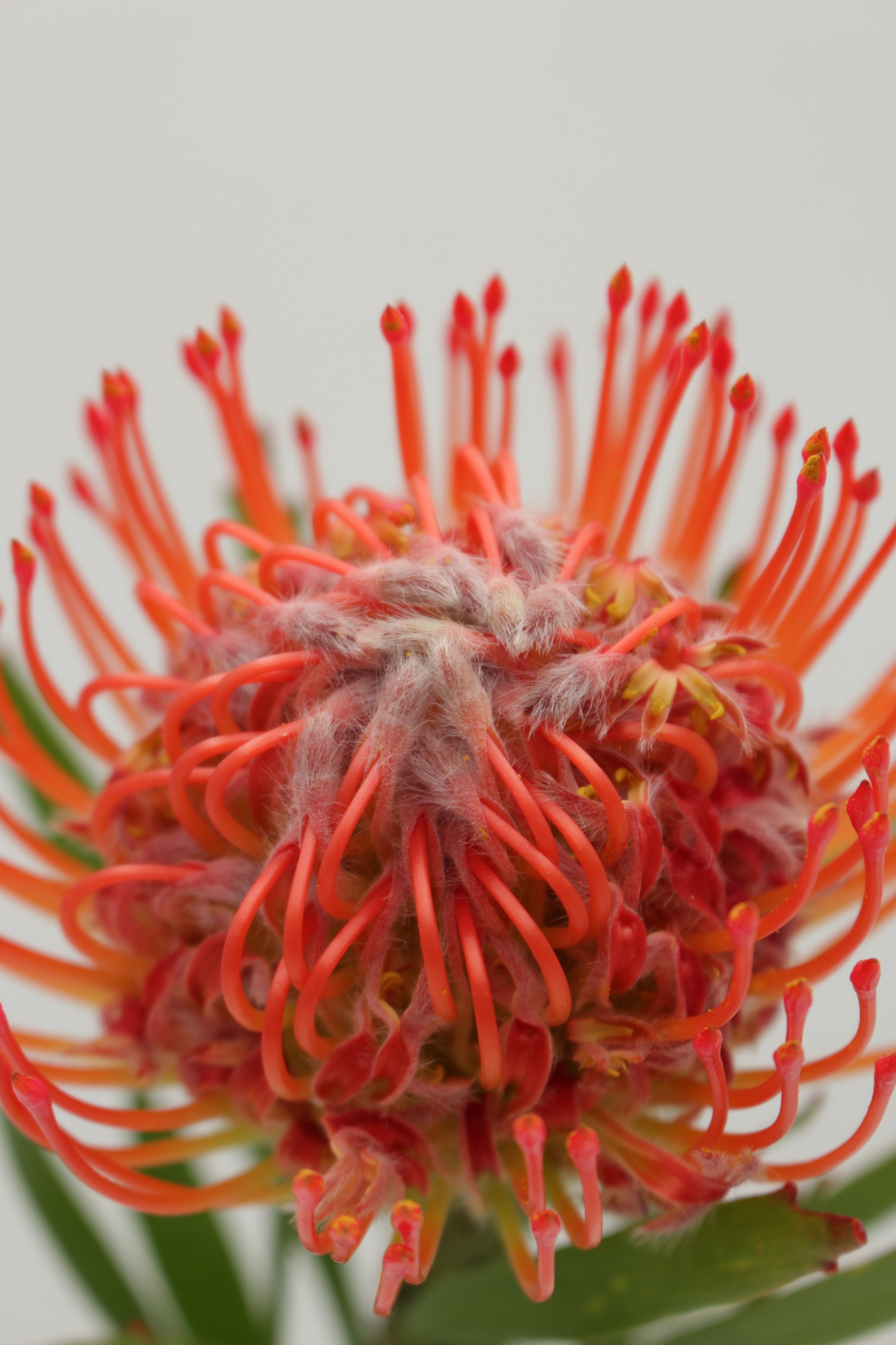 Leucospermum - South Africa