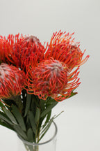 Leucospermum - South Africa