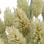 Dried Phalaris - Holland