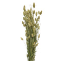 Dried Phalaris - Holland