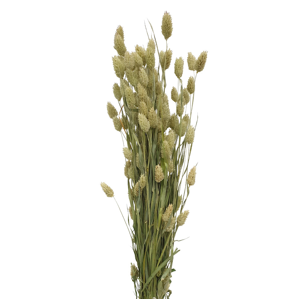 Dried Phalaris - Holland