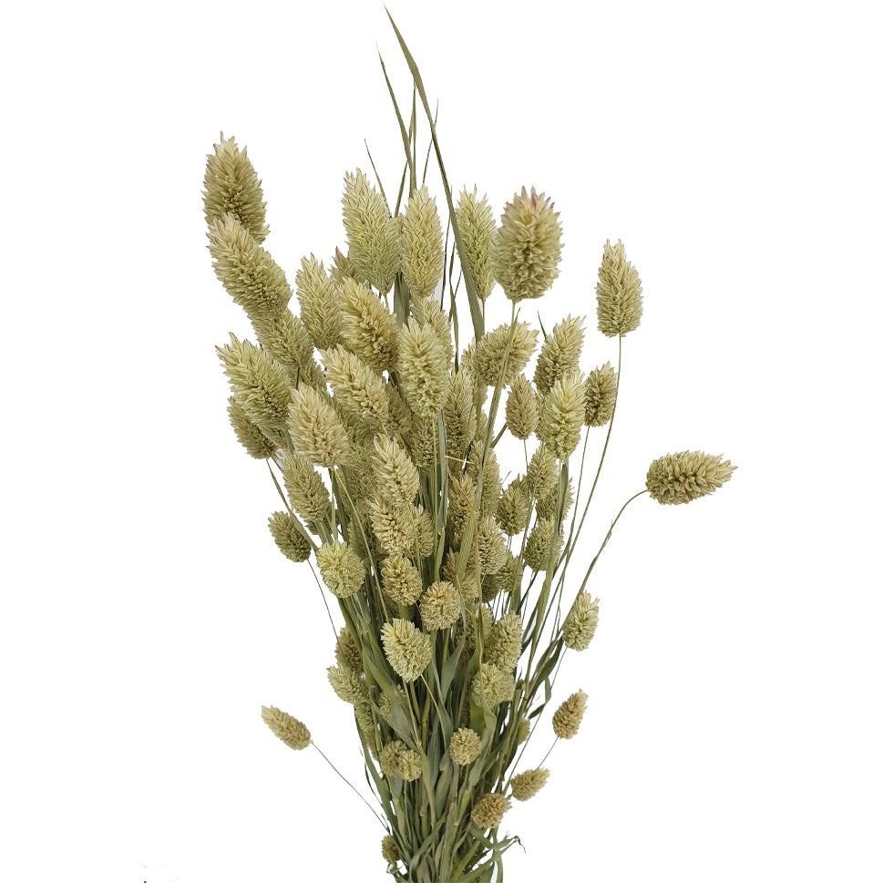 Dried Phalaris - Holland