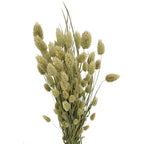 Dried Phalaris - Holland