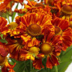 Helenium - Holland