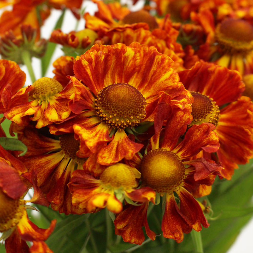 Helenium - Holland