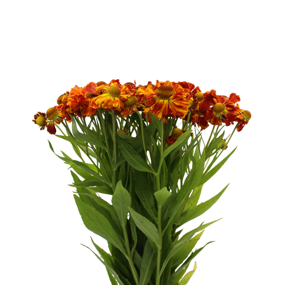 Helenium - Holland