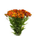 Helenium - Holland