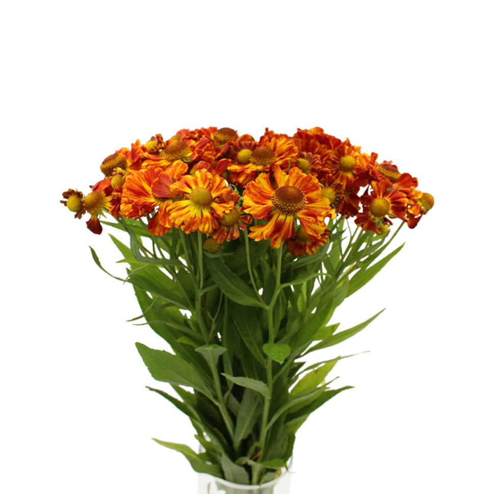 Helenium - Holland