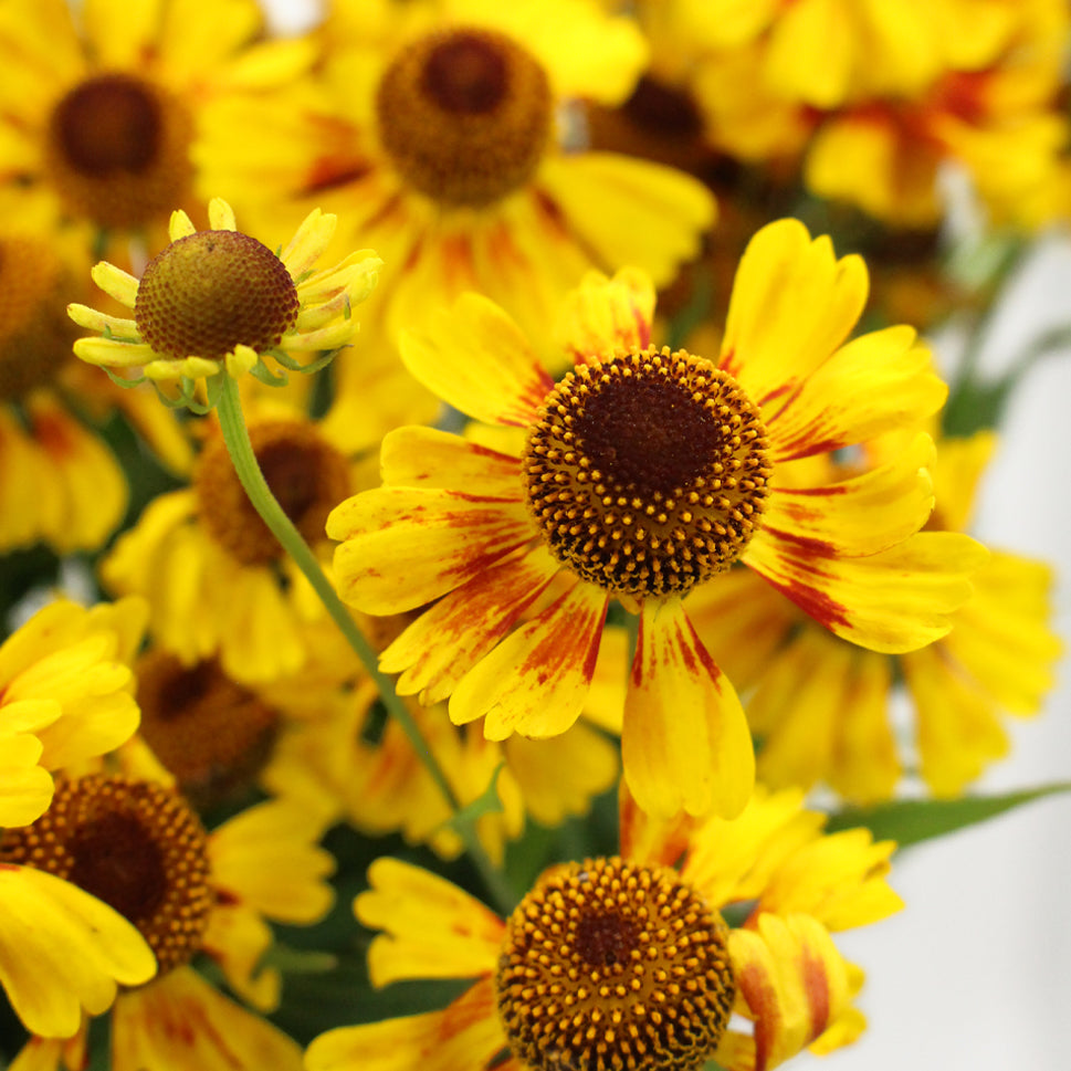 Helenium - Holland