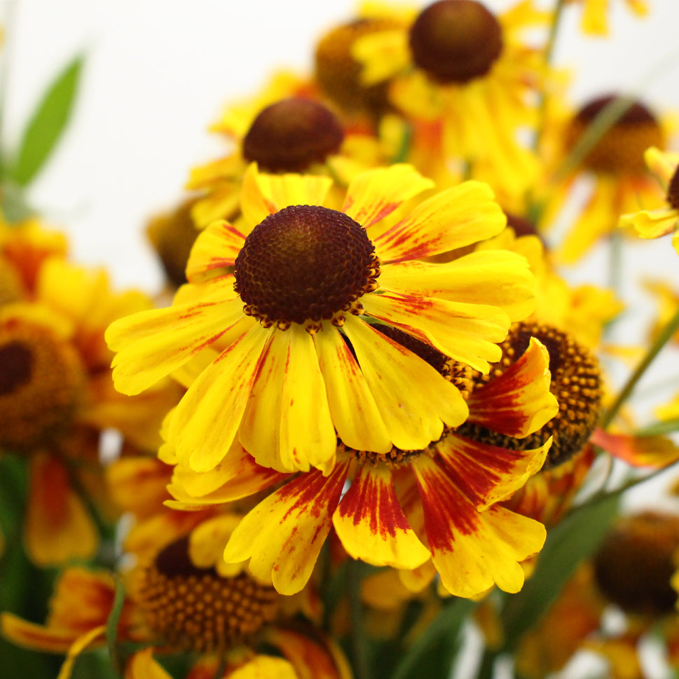 Helenium - Holland