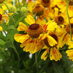 Helenium - Holland