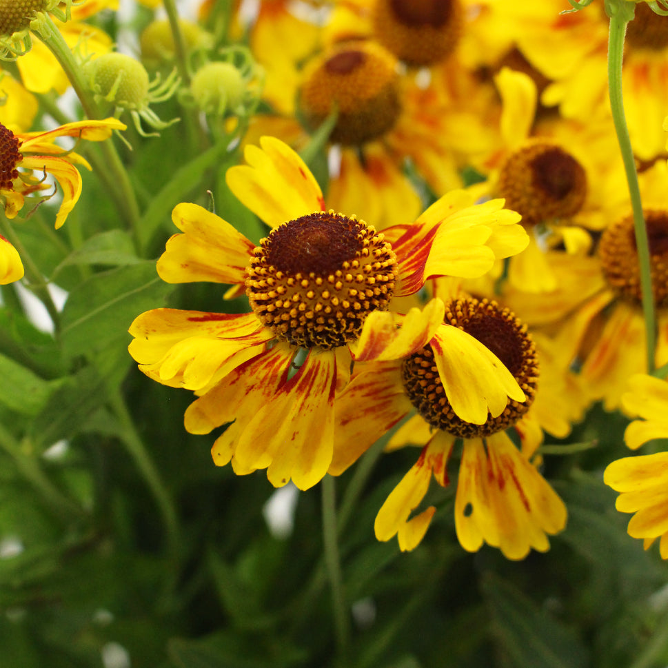 Helenium - Holland