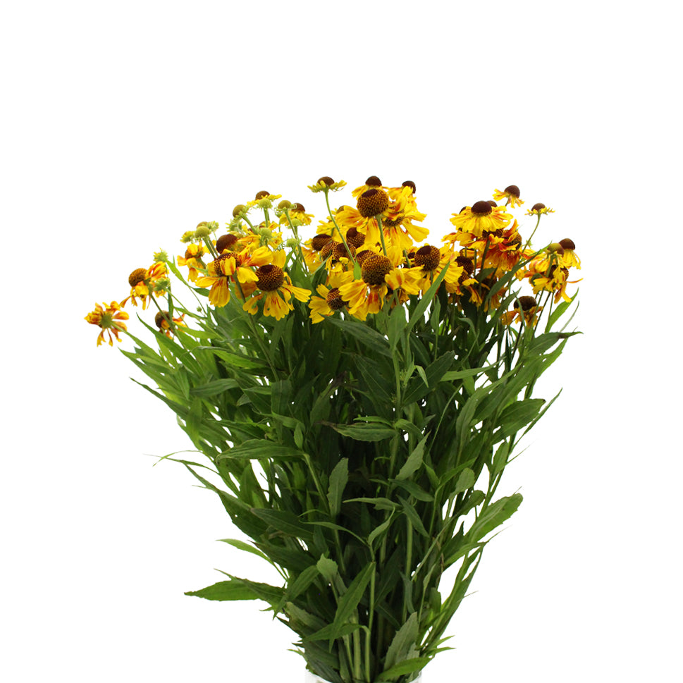 Helenium - Holland