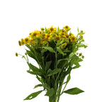Helenium - Holland