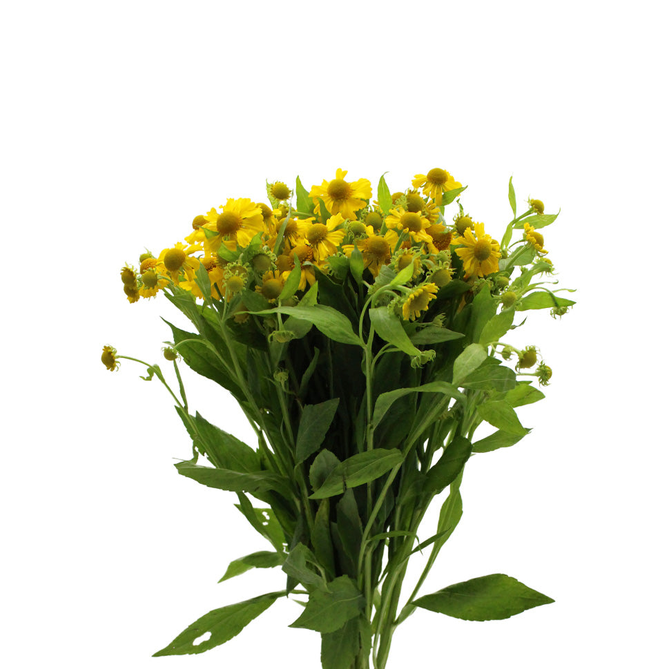 Helenium - Holland