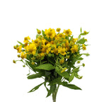 Helenium - Holland