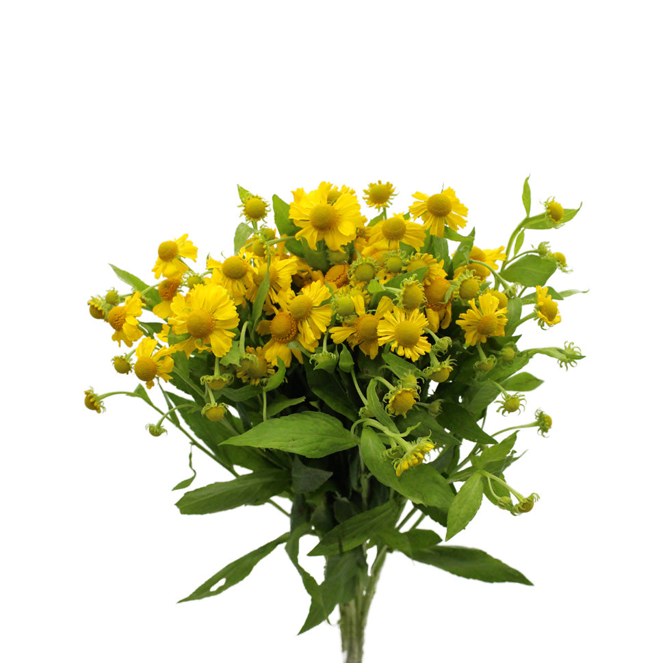 Helenium - Holland