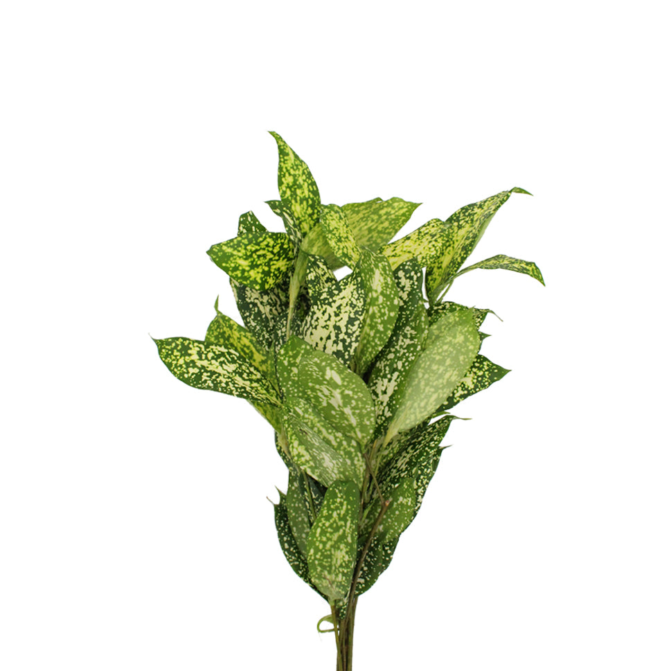 Dracaena Florida Beauty - Malaysia