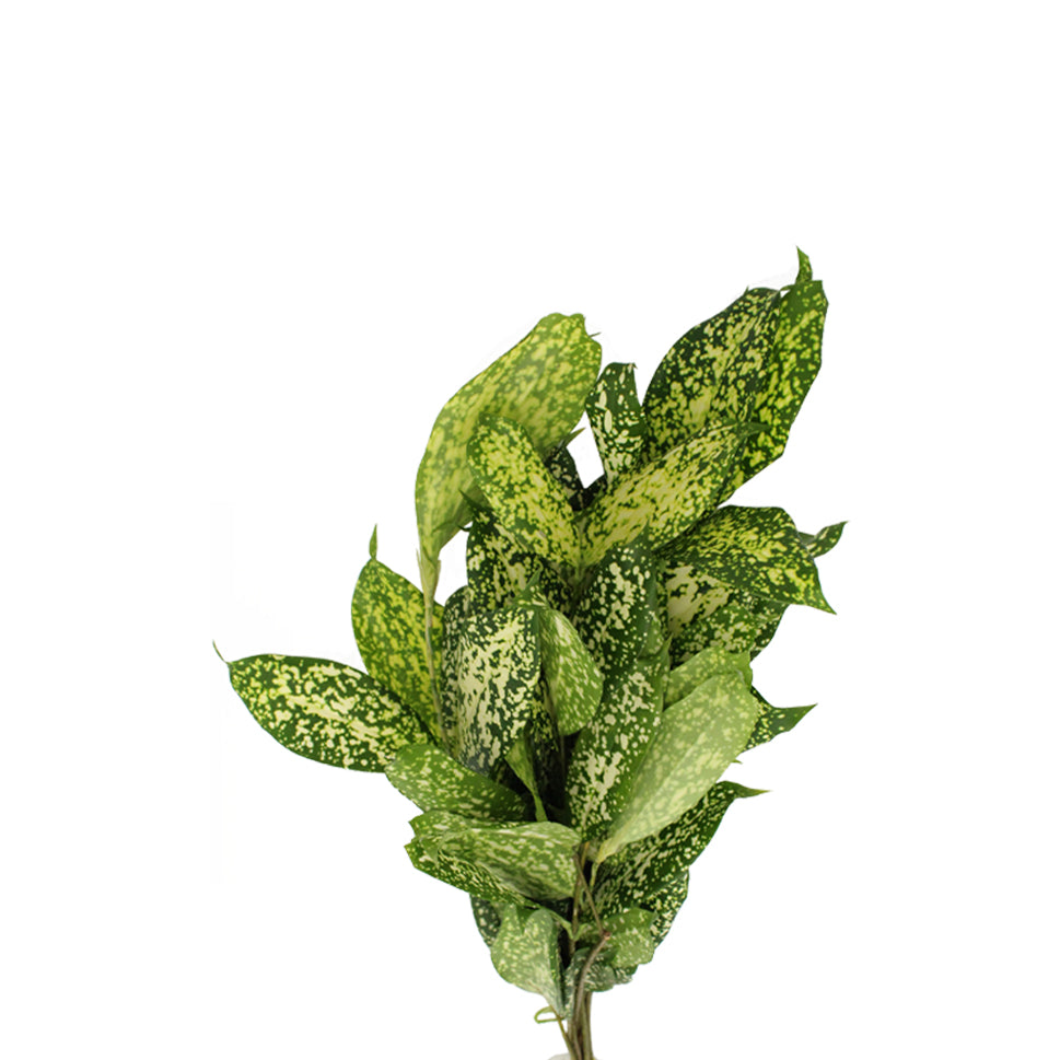 Dracaena Florida Beauty - Malaysia