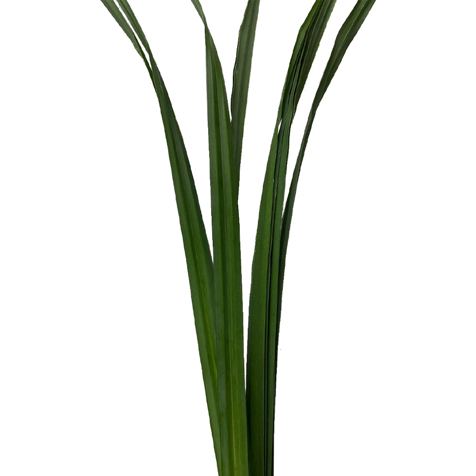 Pandanus Green - Malaysia