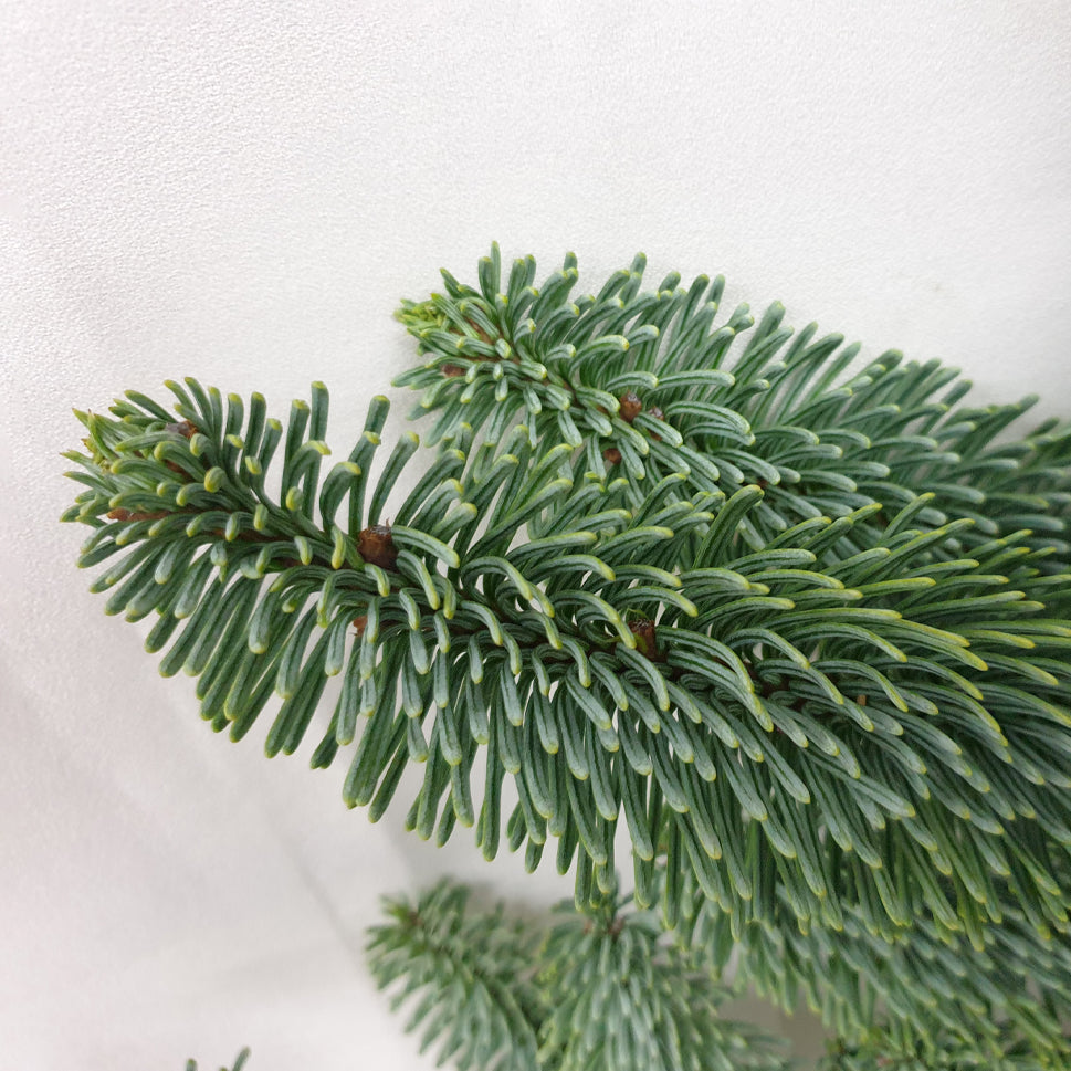 Live Christmas Abies Nobilis Noble Fir - Holland