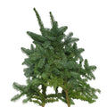 Live Christmas Abies Nobilis Noble Fir - Holland