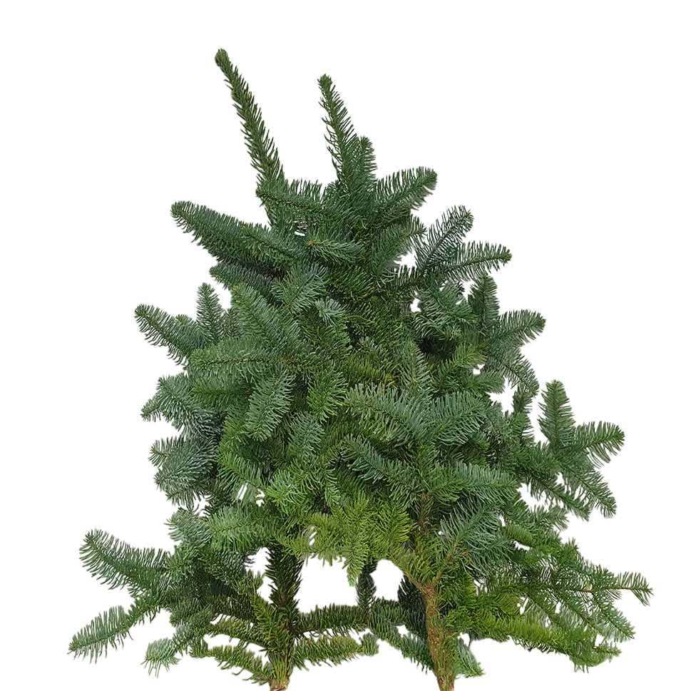 Live Christmas Abies Nobilis Noble Fir - Holland