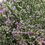 Limonium - China