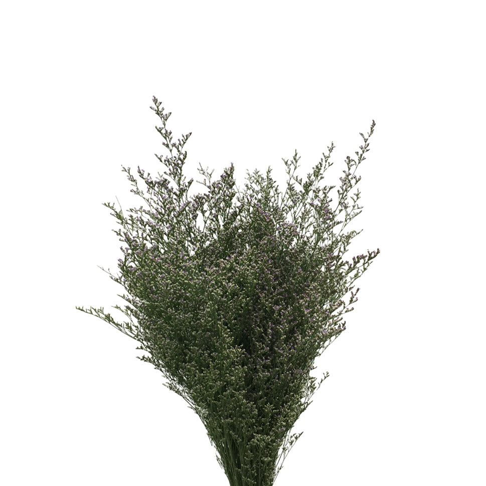 Limonium - China