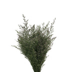 Limonium - China