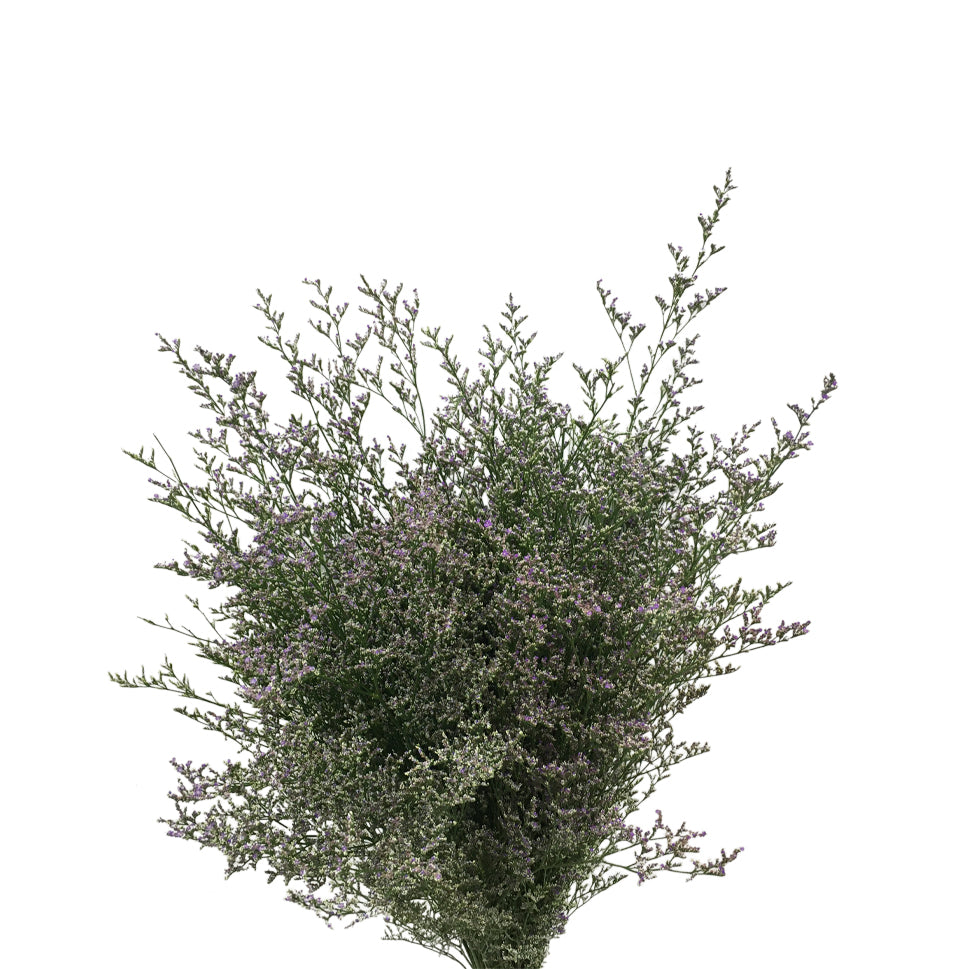 Limonium - China