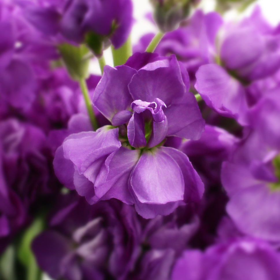Matthiola - China